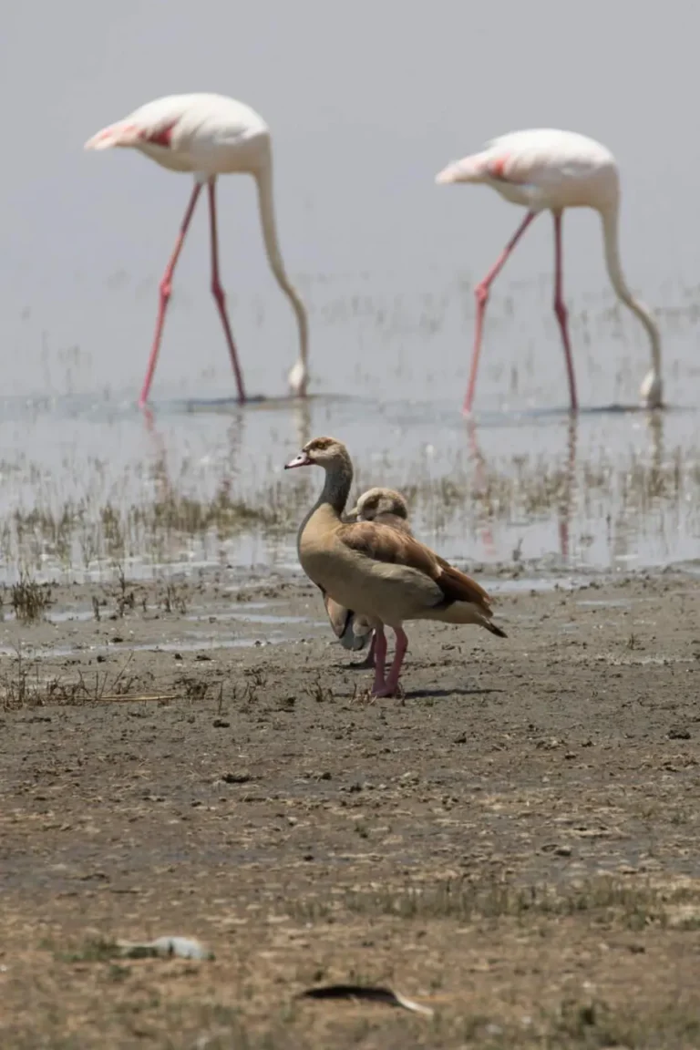 Lake Manyara Birdlife