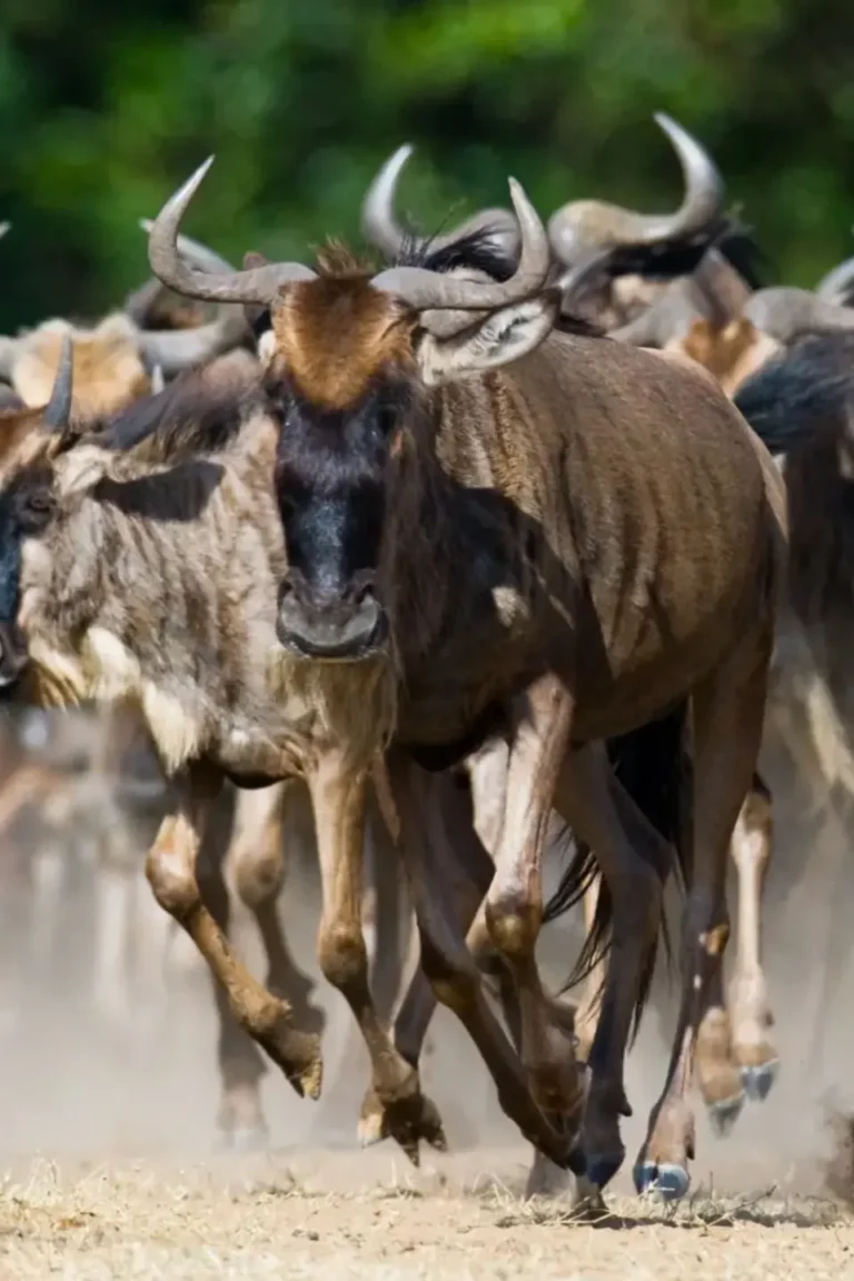Wildebeest Migration