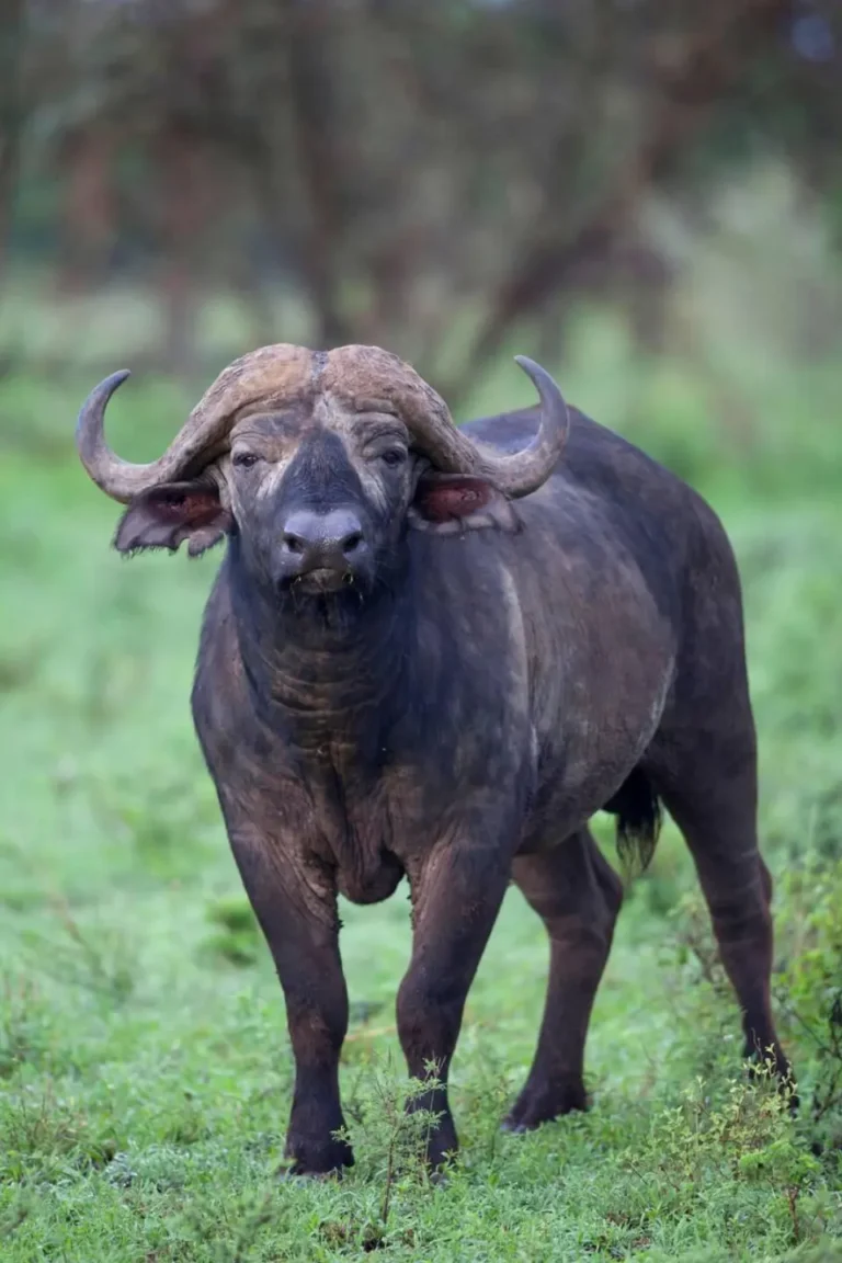 Serengeti Buffalo