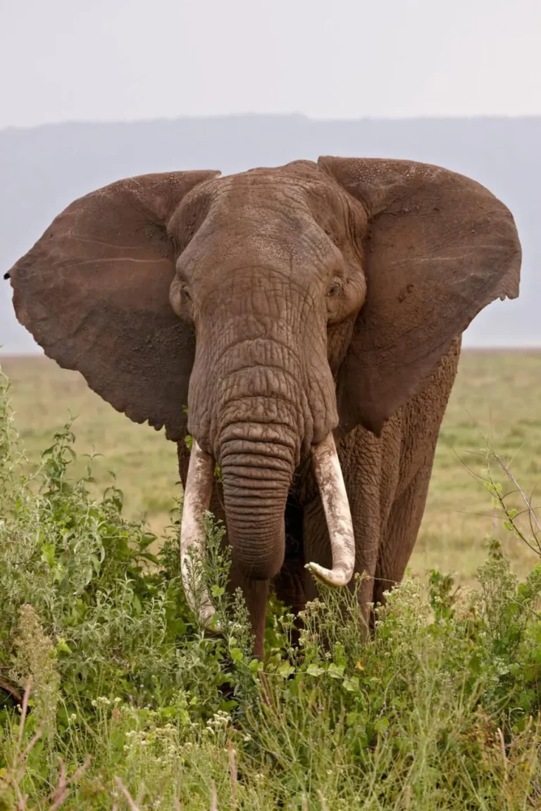 Ngorongoro Wildlife