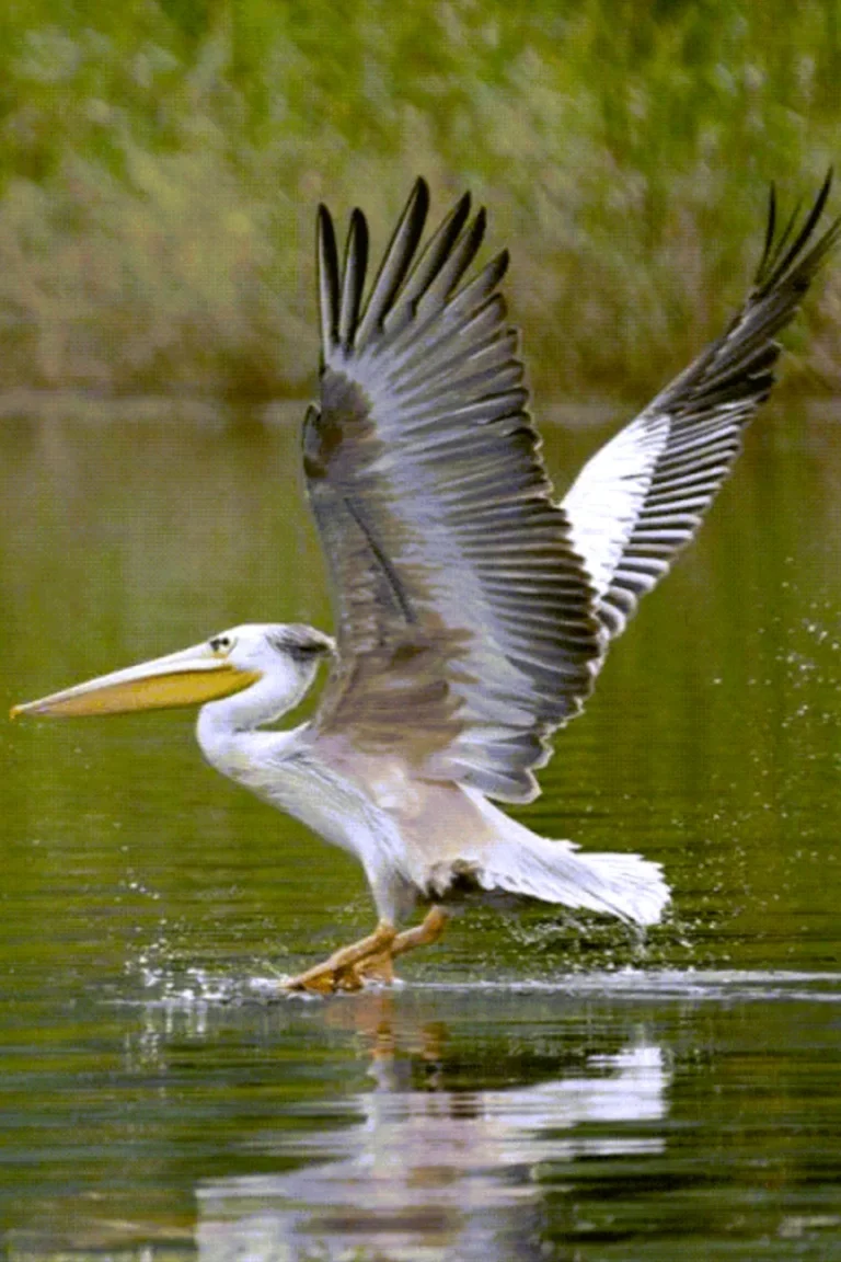 Lake Eyasi Birdlife