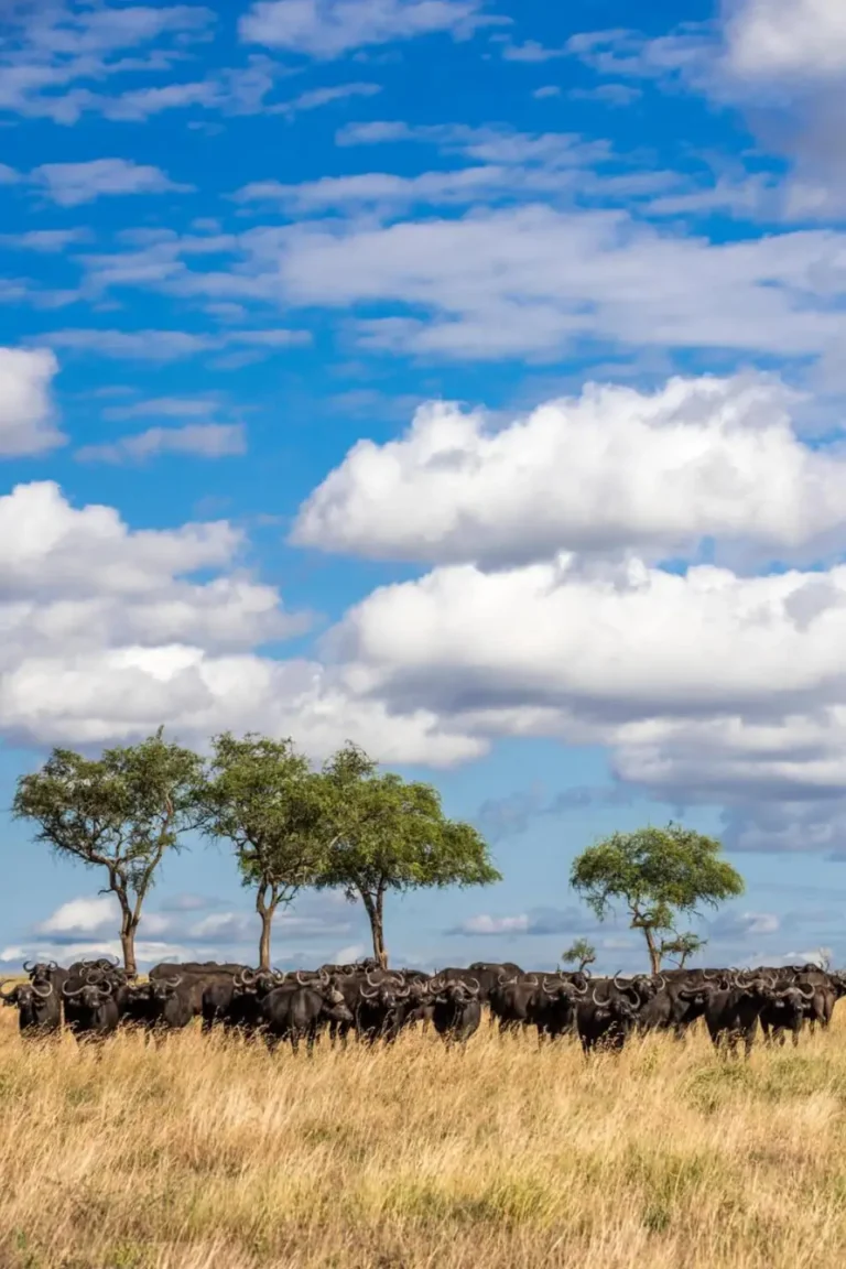 Tarangire Wildlife