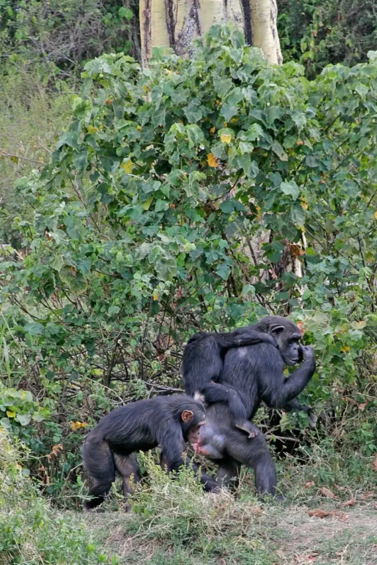 Ol Pejeta Chimpanzees