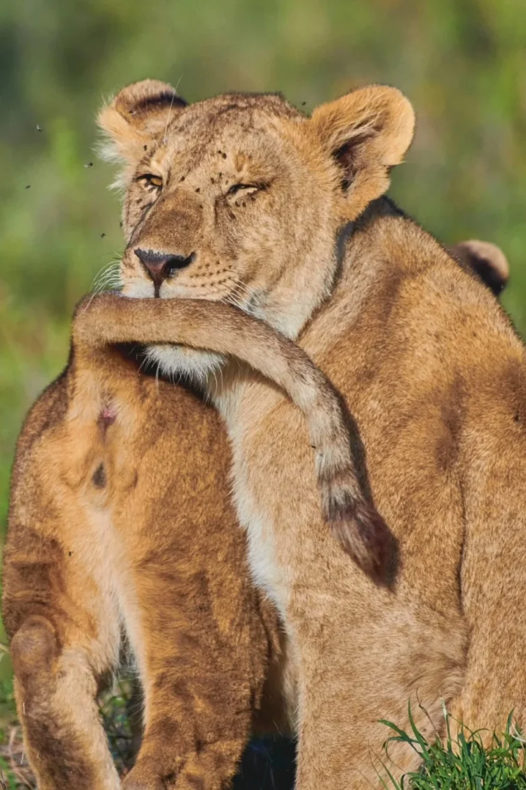 Serengeti Wildlife Attractions