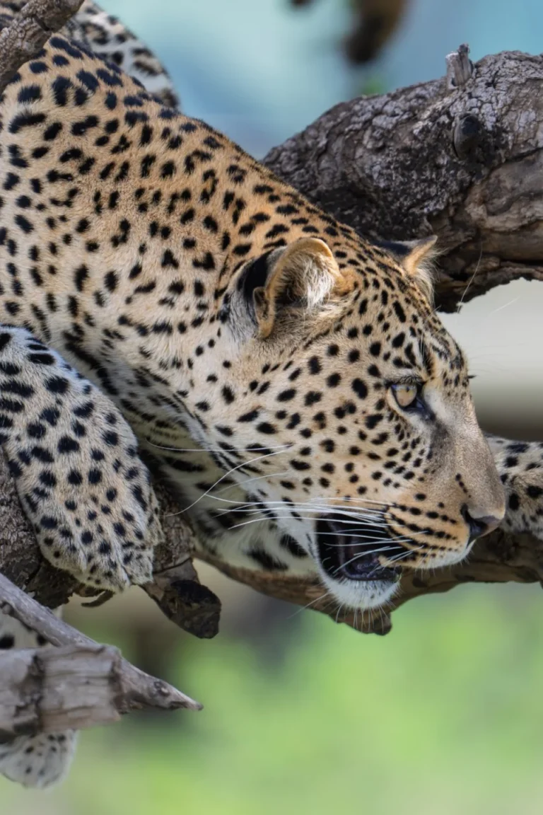 Ngorongoro Wildlife Attractions