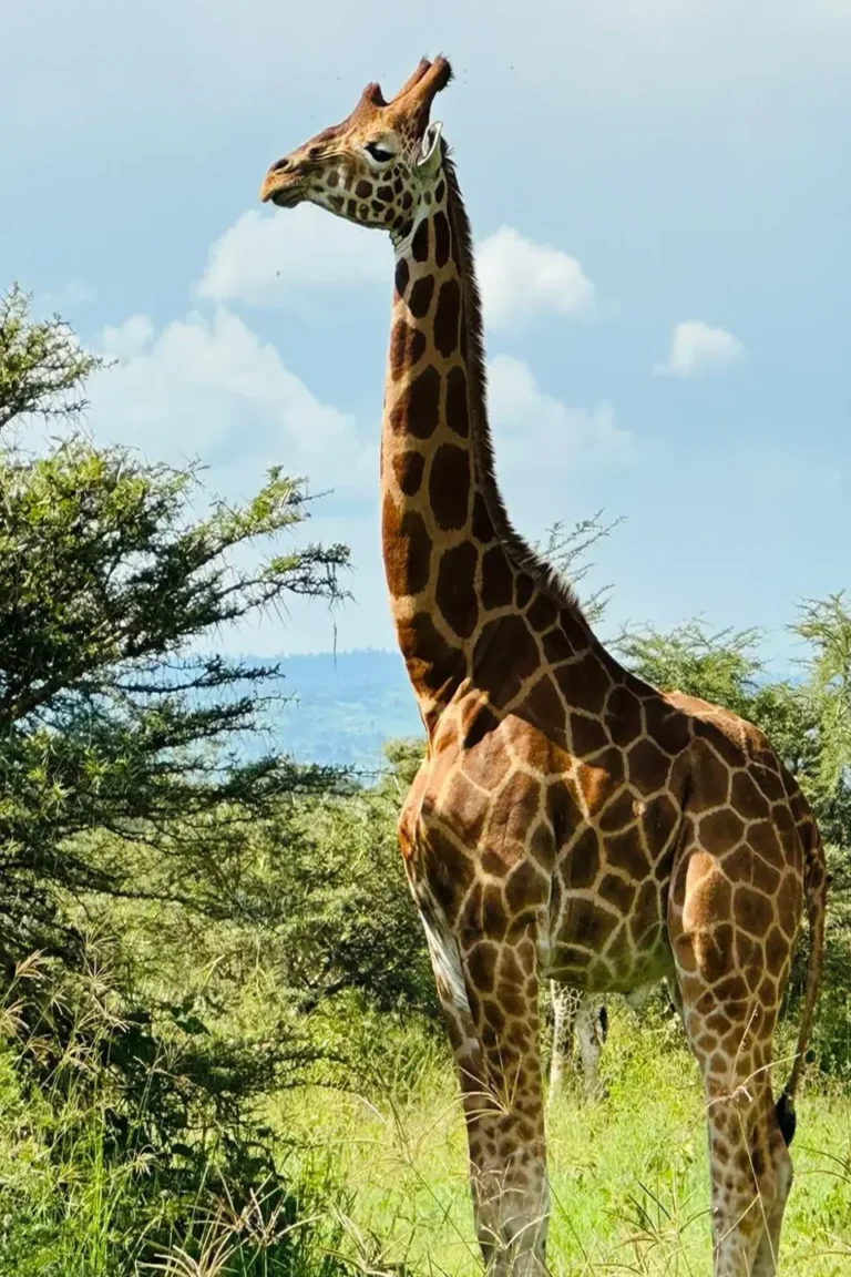 Amboseli Wildlife Safari