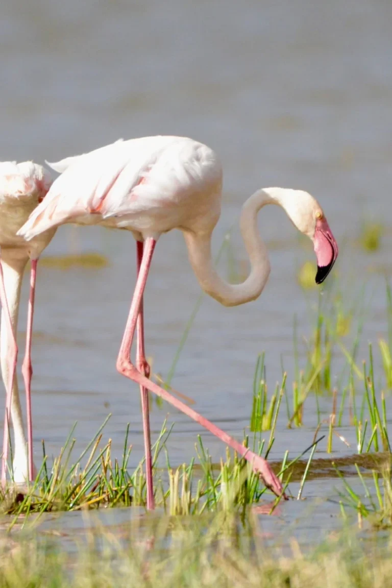 Lake Nakuru Flamingo