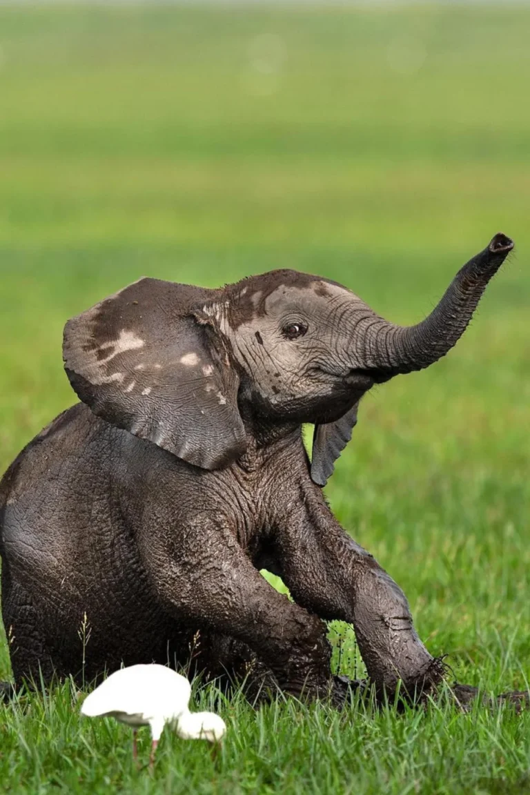 Amboseli Wildlife Safari