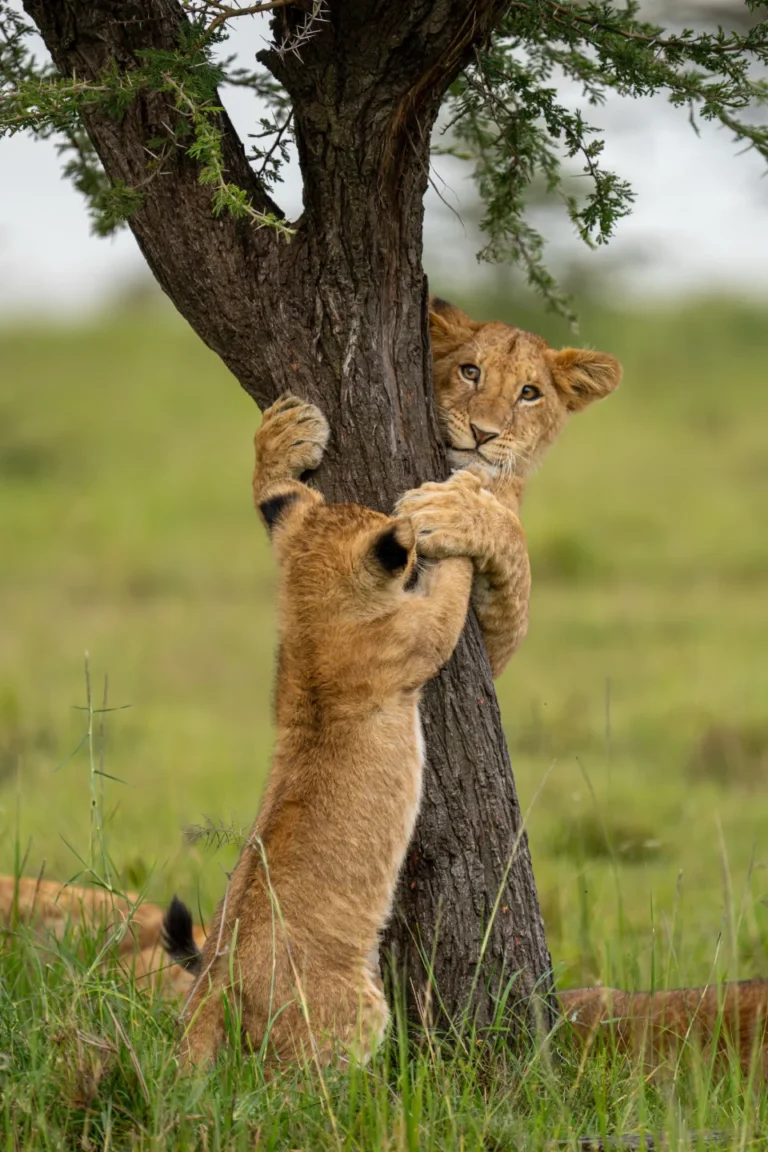 Masai Mara Wildlife safari