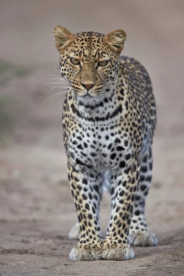 Serengeti Wildlife