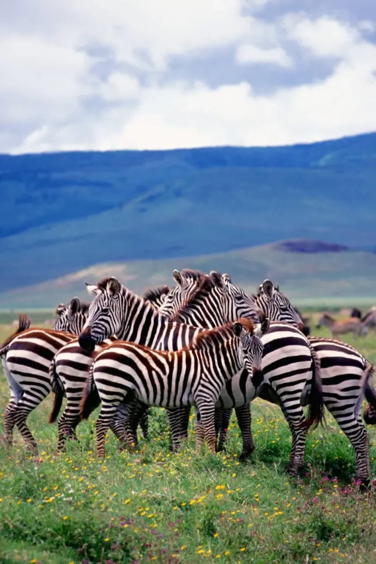 Ngorongoro Wildlife