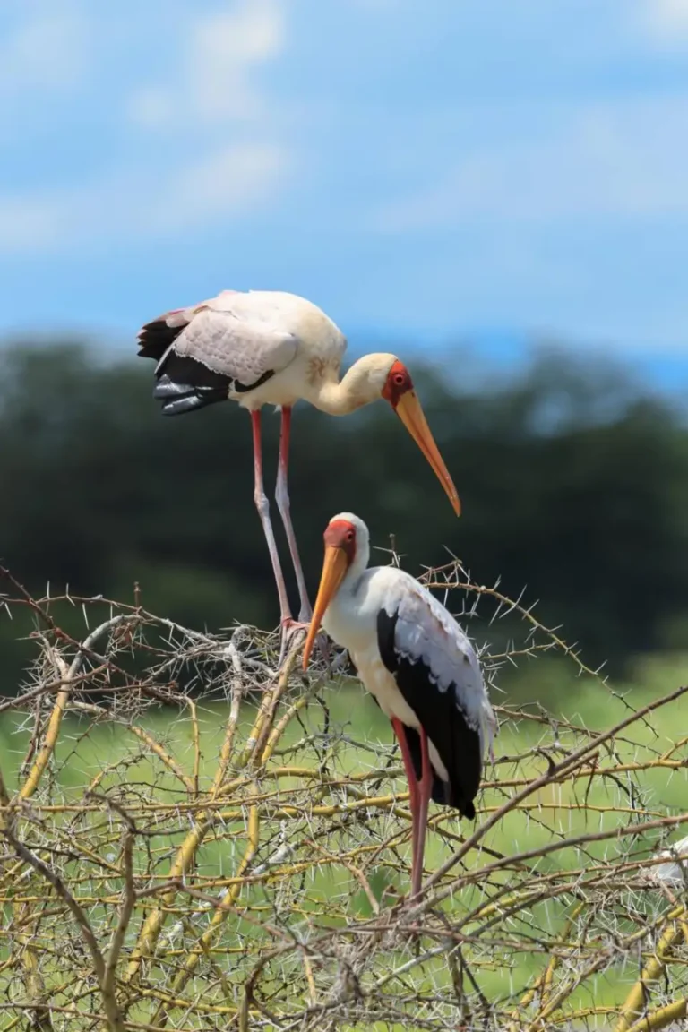Lake Manyara Birdlife