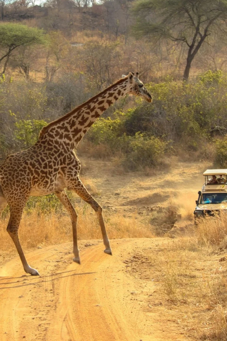 Wildlife View