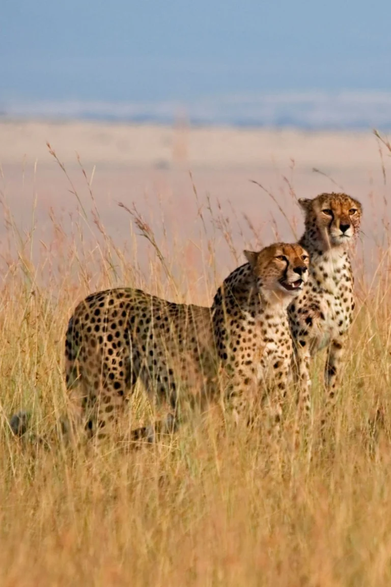 Maasai Mara Wildlife