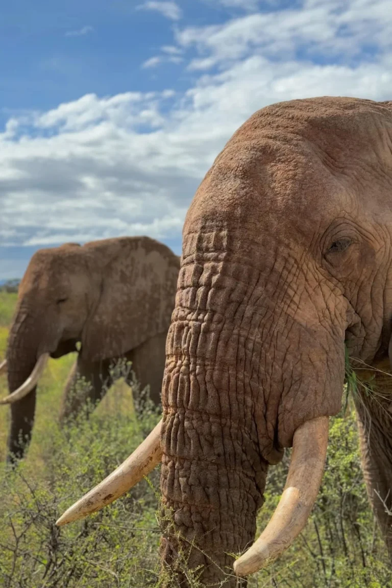 Amboseli Wildlife