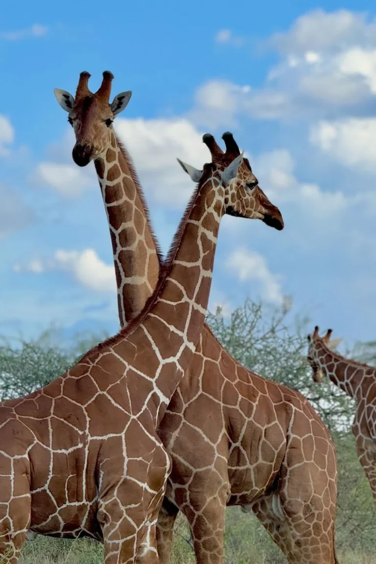 Wildlife Viewing