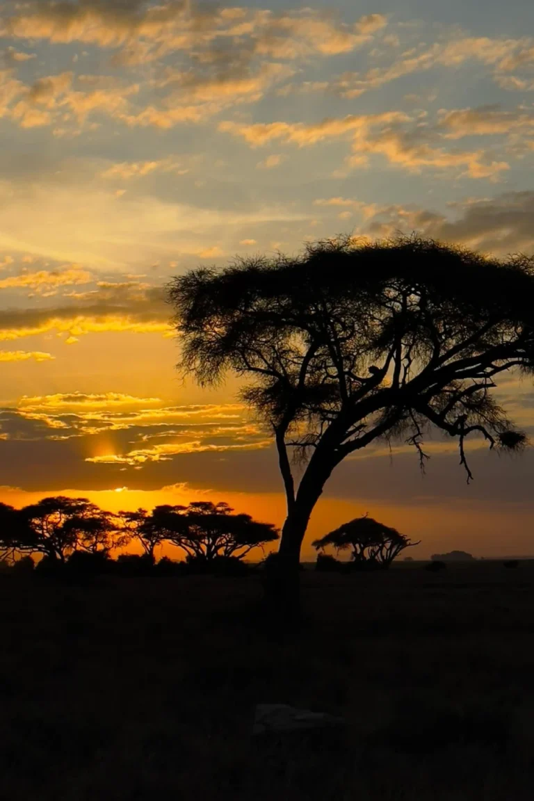 Sunset View