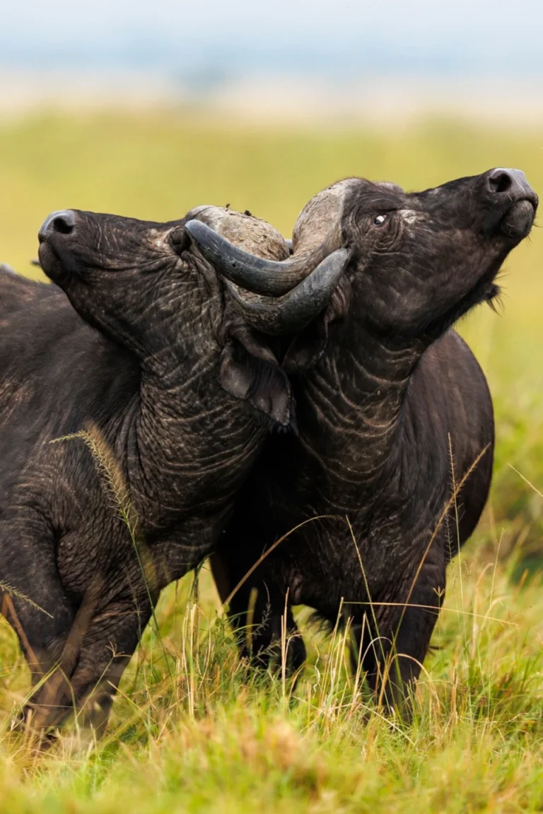 Tsavo East Wildlife