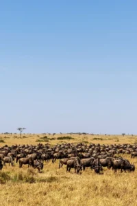 13 Days Kenya Luxury Honeymoon Safari
