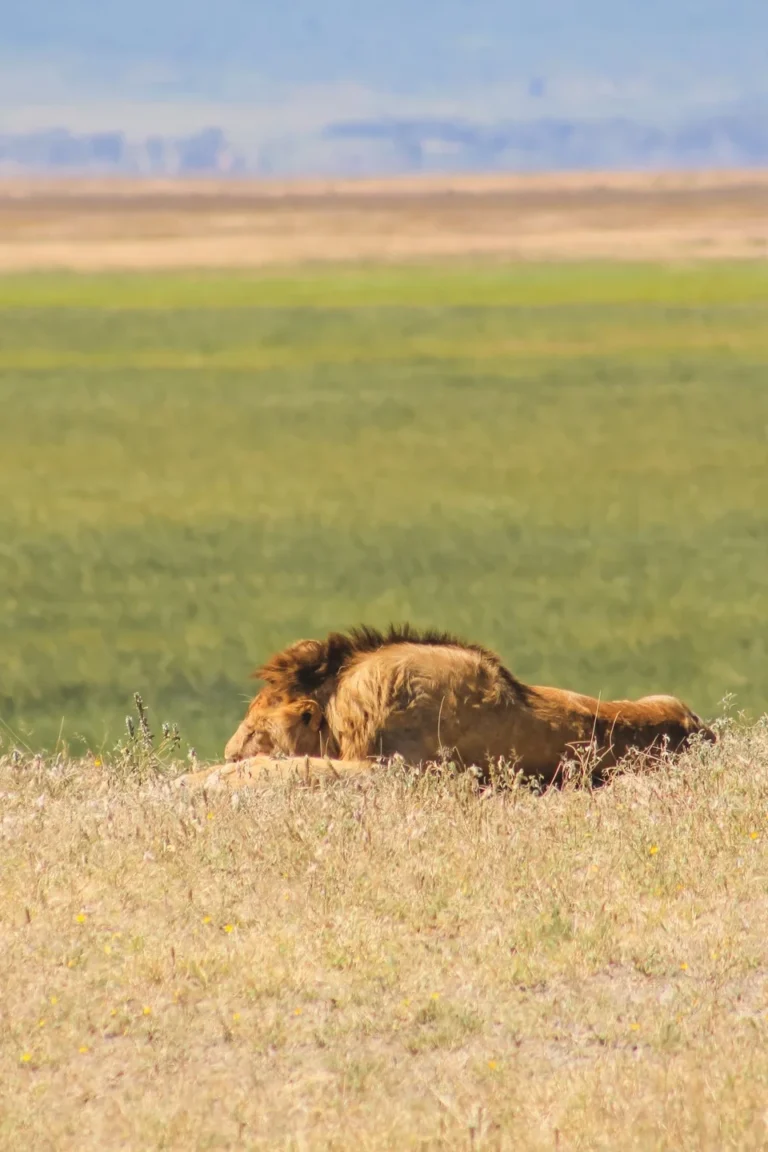 Tarangire Wildlife