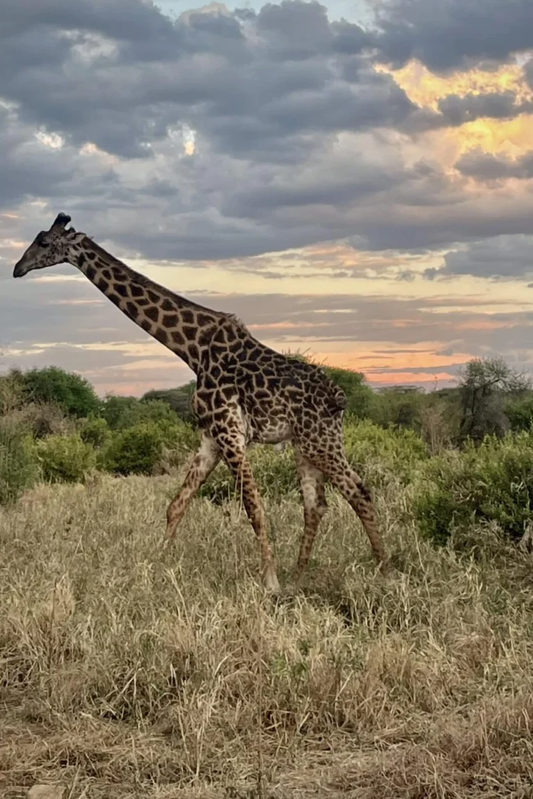 Tanzania Wildlife
