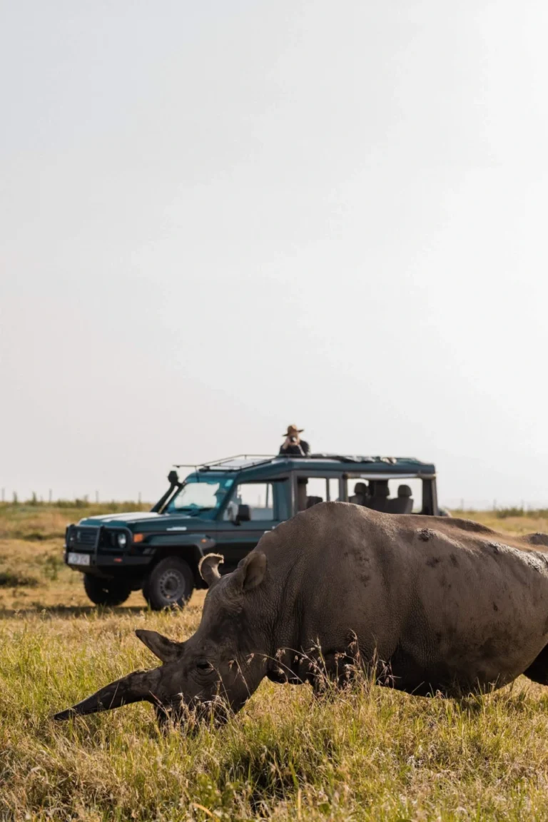 Ol Pejeta Rhino
