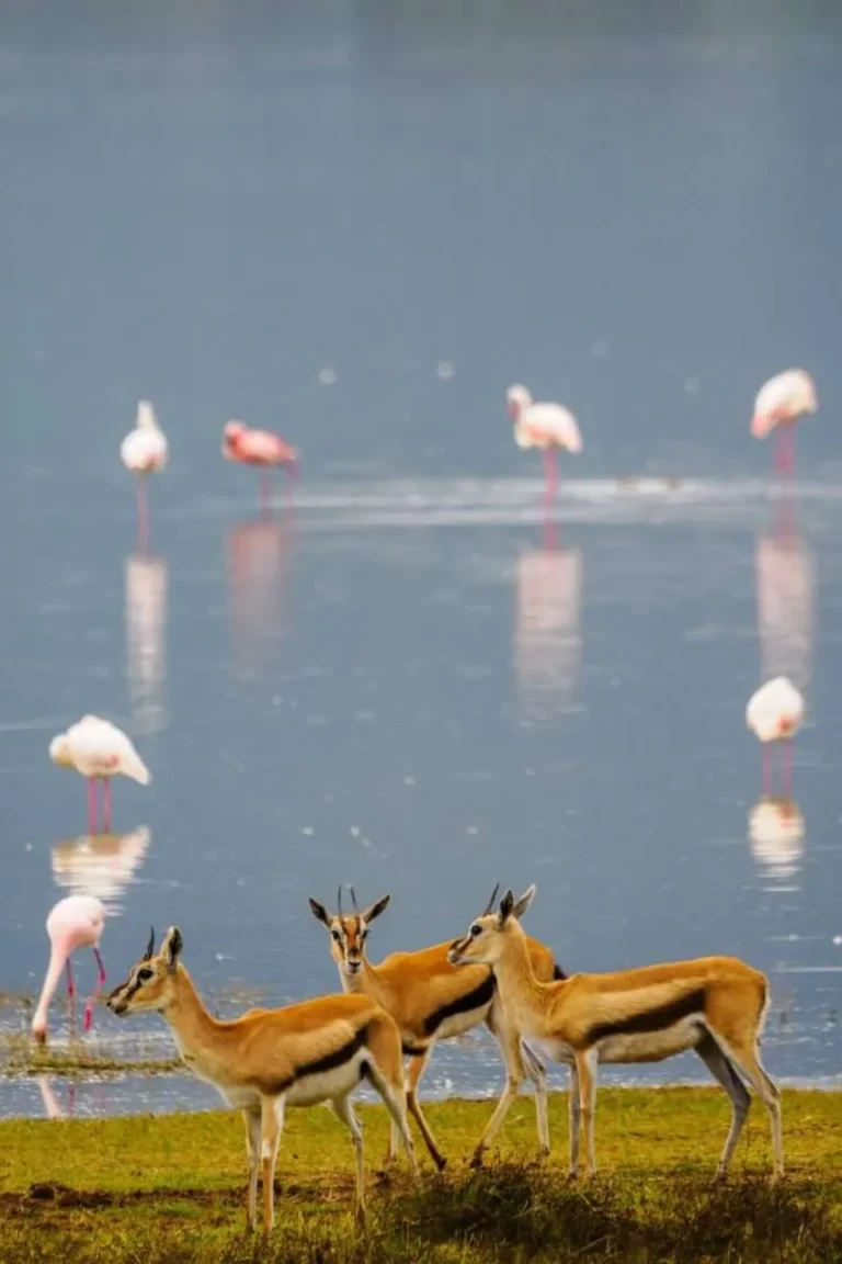 Lake Manyara Wildlife
