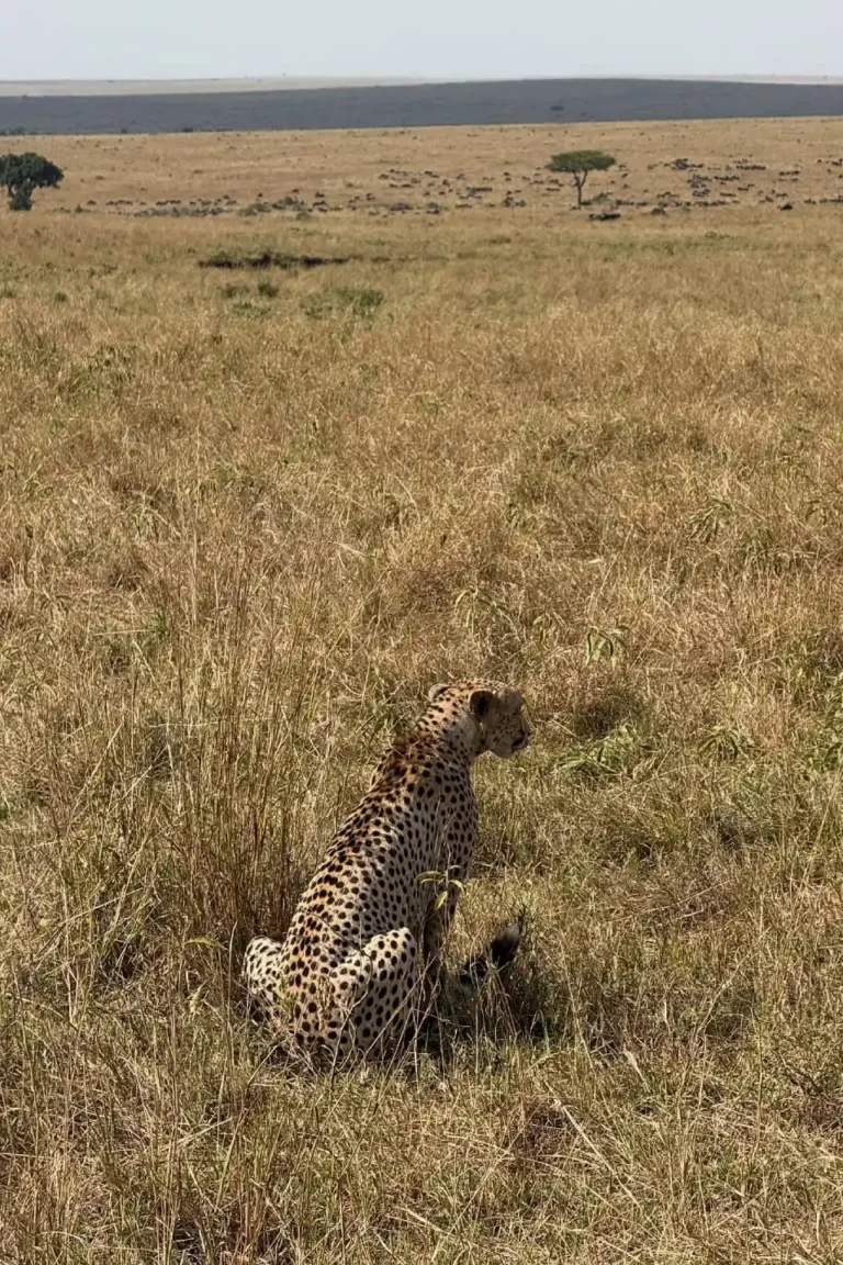Serengeti Wildlife