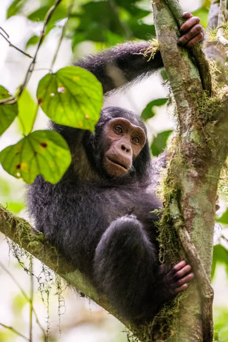 Kibale Forest Chimpanzee Trek