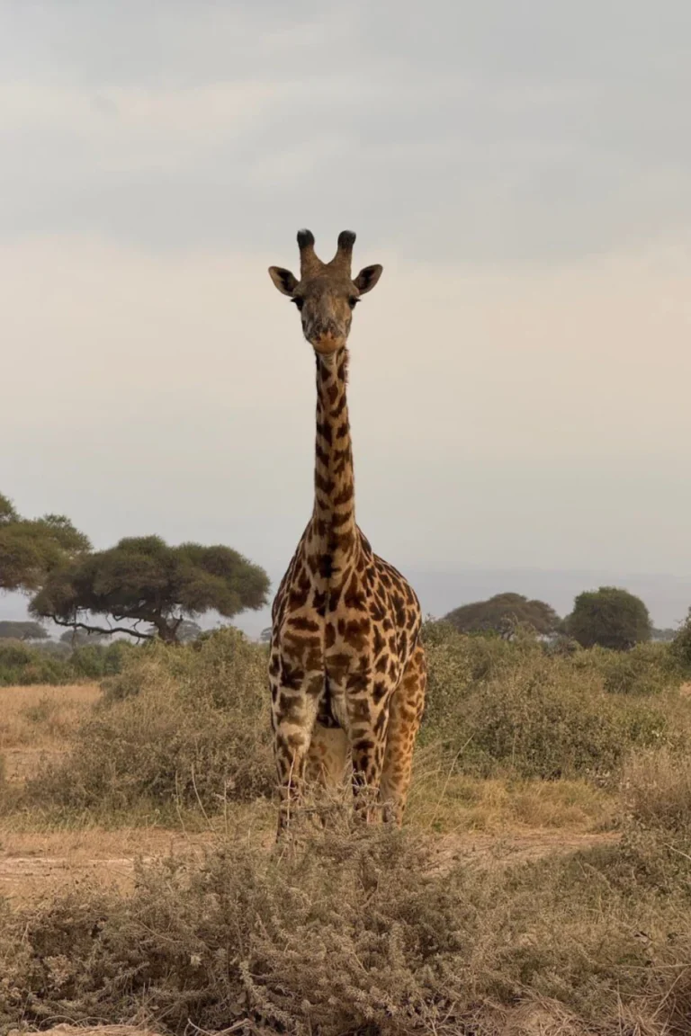 Amboseli National Park