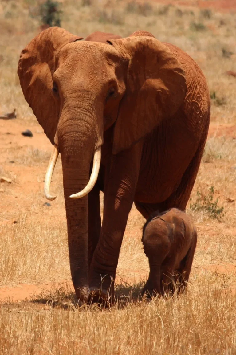 Tsavo West Wildlife