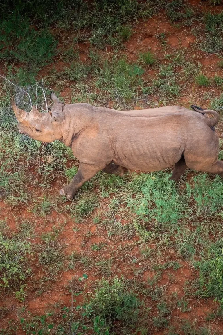 Tsavo West Rhino Sanctuary