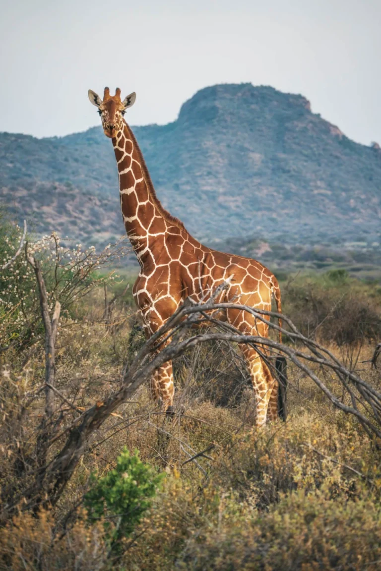 Samburu Wildlife