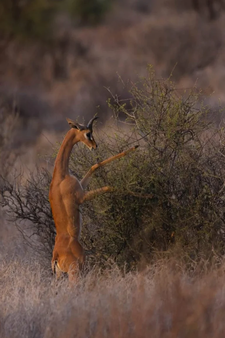 Samburu Attractions