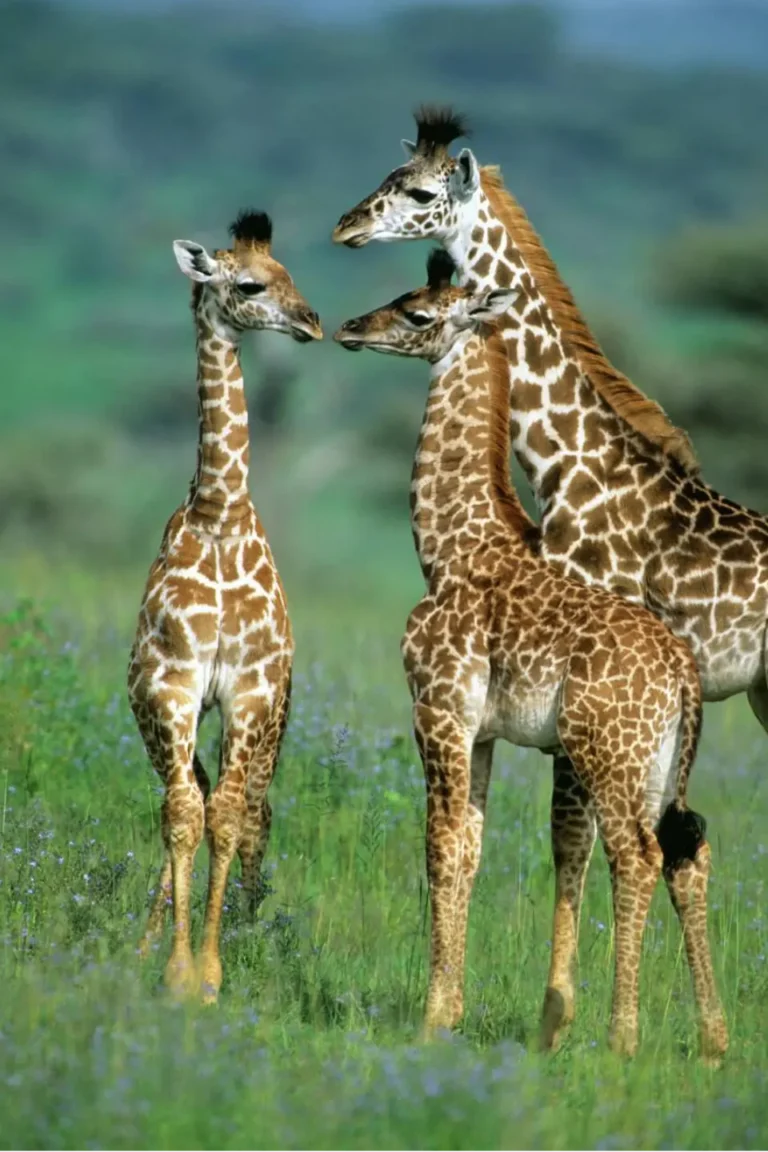 Serengeti Wildlife