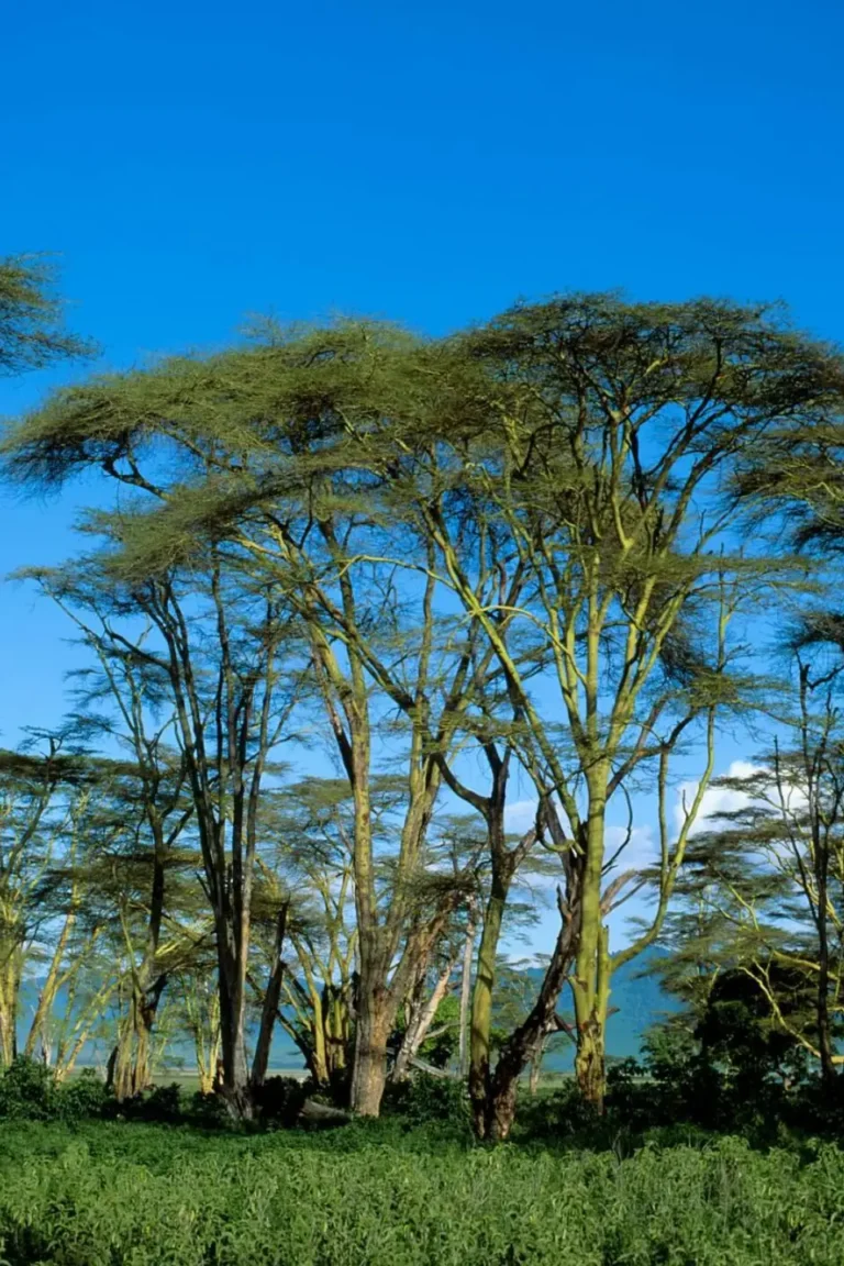 Yellow fever acacia forest