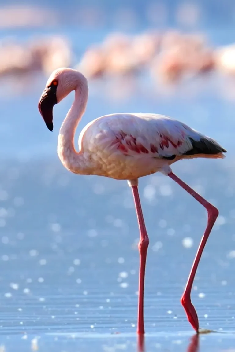 Flamingo