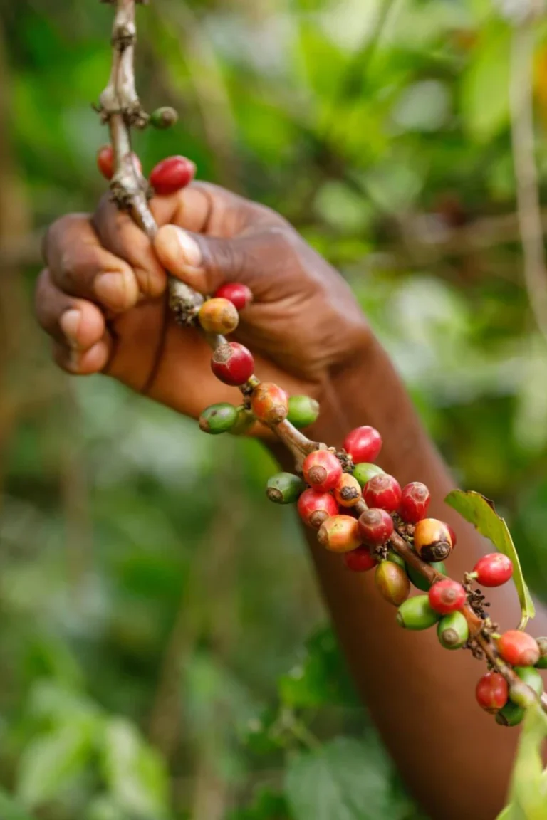 Spice Farm Tour