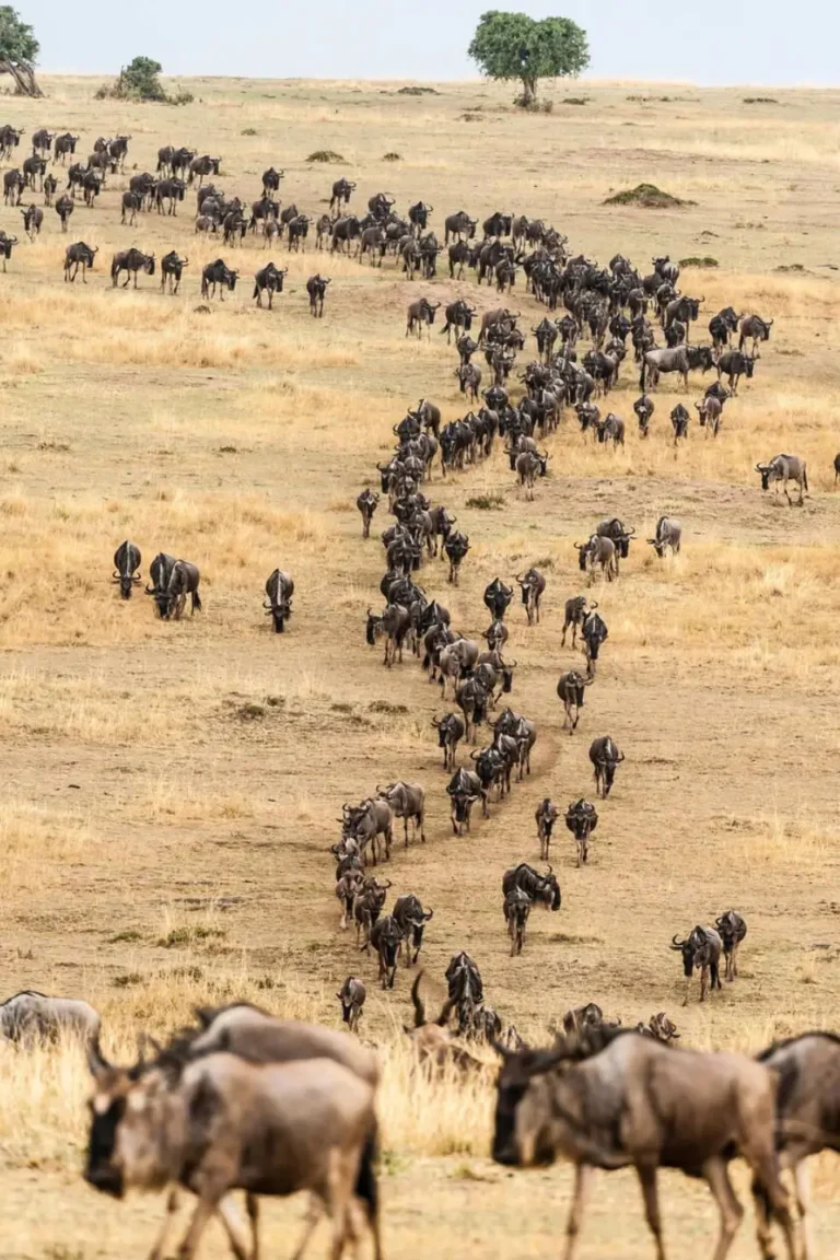Wildebeests