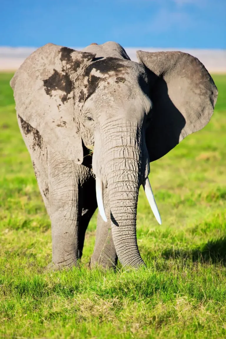 Amboseli Wildlife