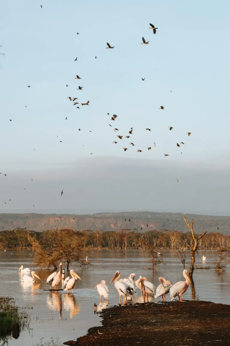 Lake Naivasha Birdlife