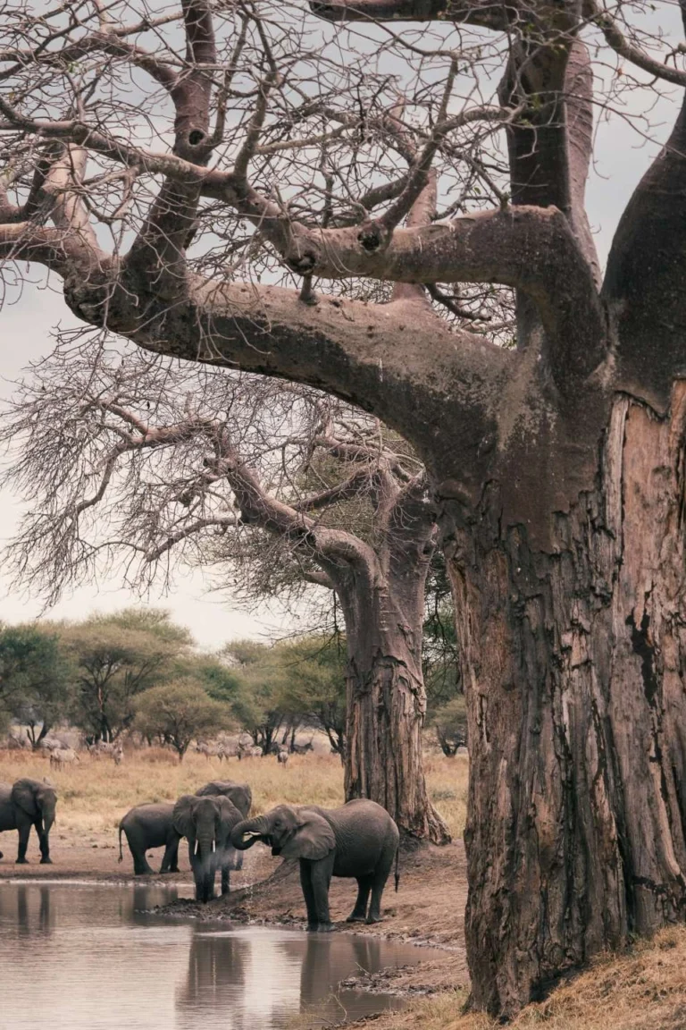Tarangire Wildlife