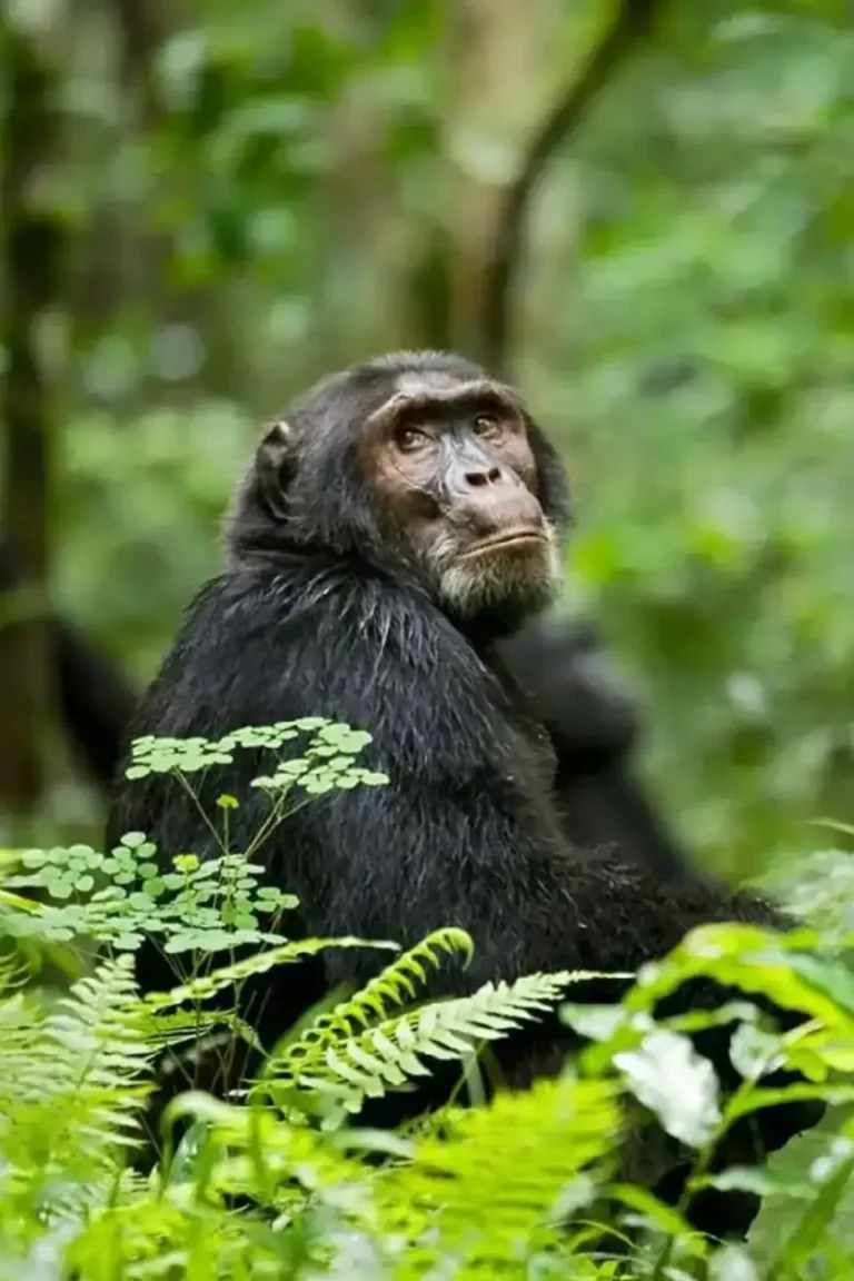 Nyungwe Forest Chimpanzee Trek