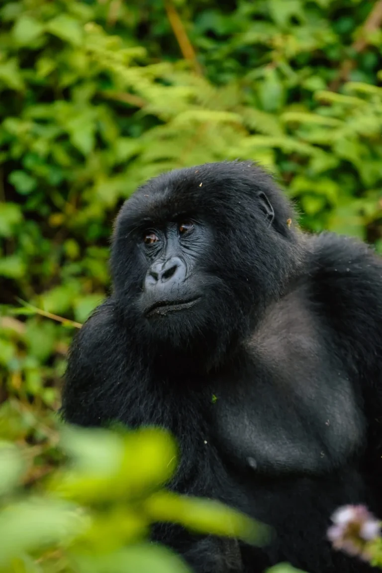 Gorilla Trekking