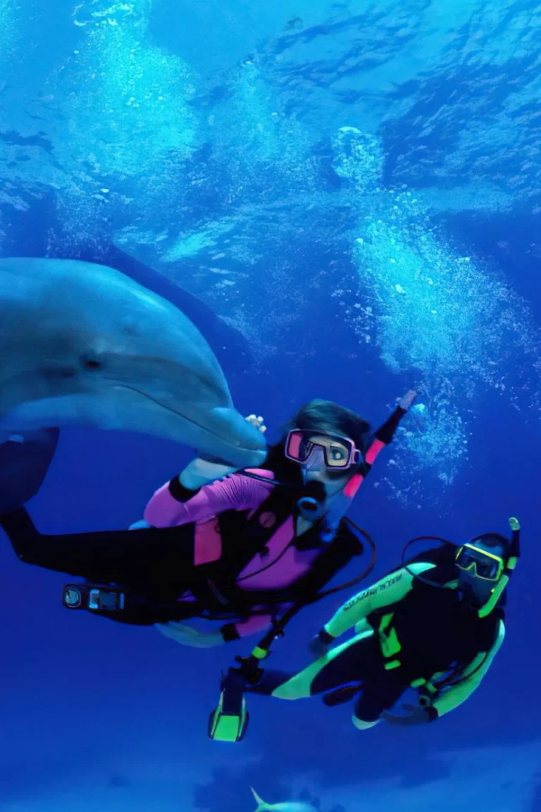 Wild Dolphin Snorkel