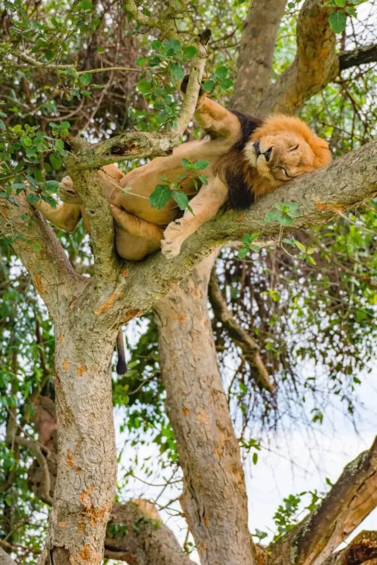 Ishasha Tree-Climbing Lions