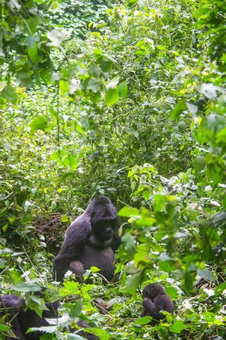 Gorilla Trekking