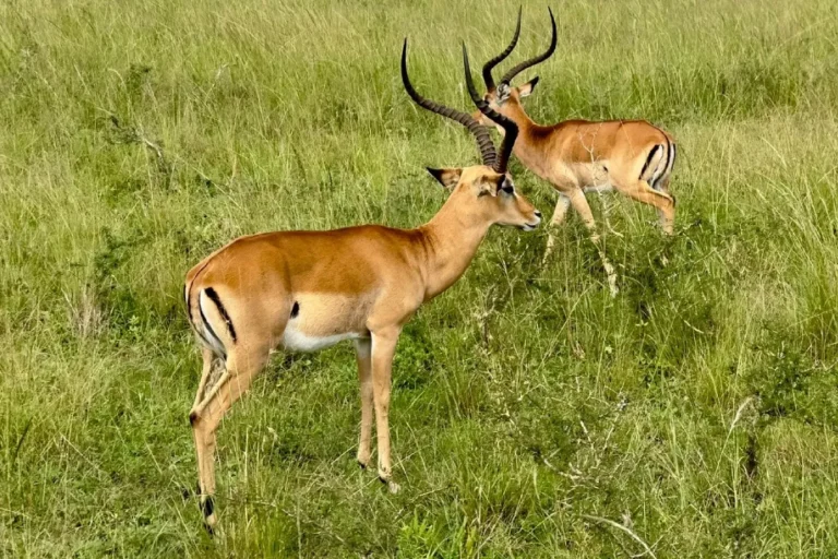 Akagera Honeymoon Safari Wildlife