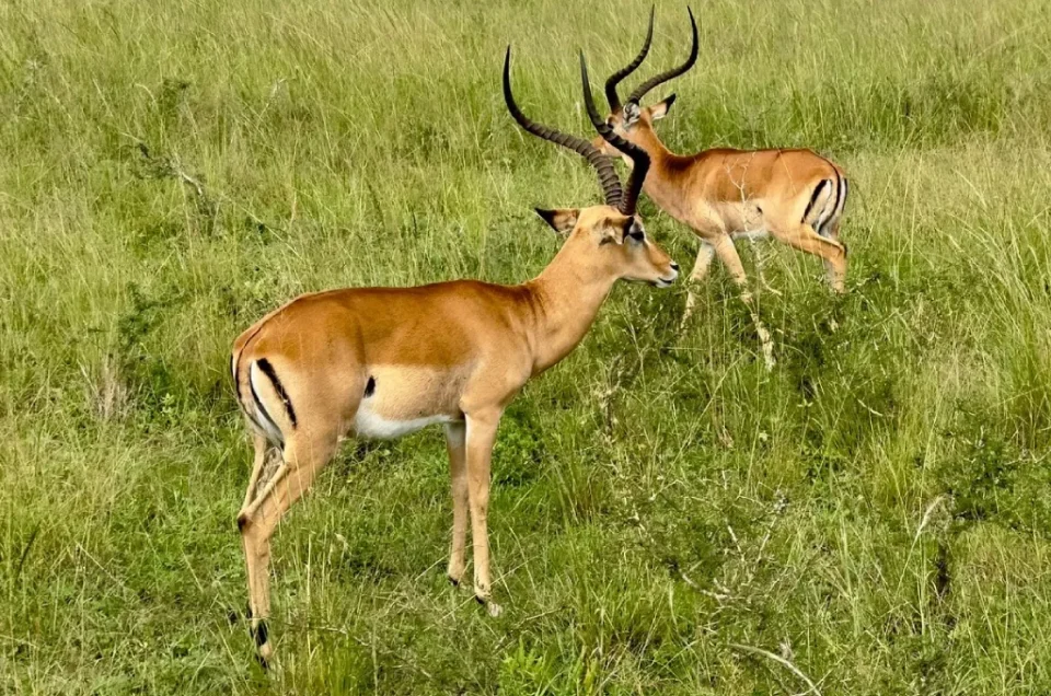 Akagera Honeymoon Safari Wildlife