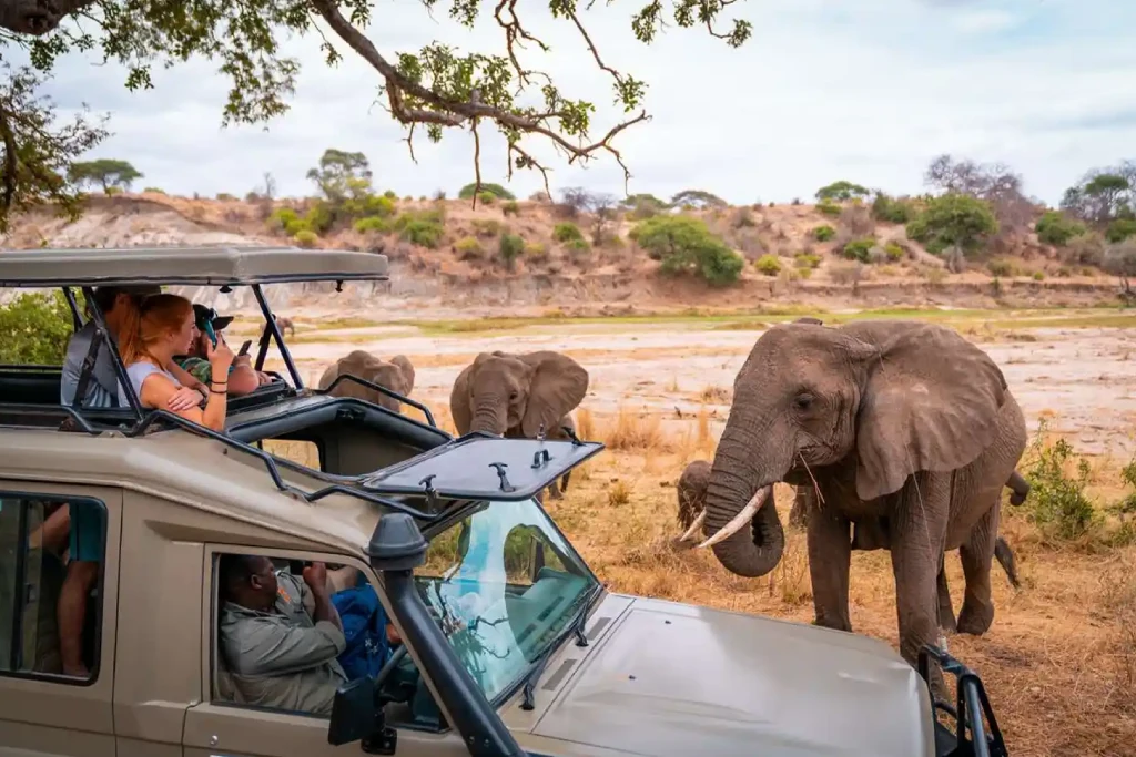 Tanzania Safari